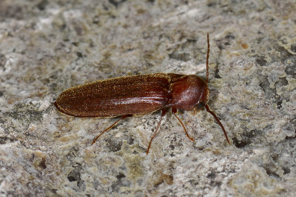 Eucnemidae: Rhacopus sahlbergi? S
